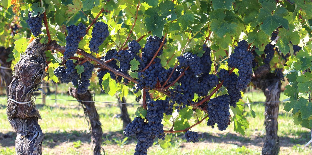 Terroir Castillon Côtes de Bordeaux - Château Le Sanctuaire