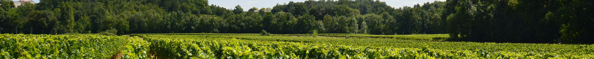 Futs en élevage au domaine du Vieux Château Bayard