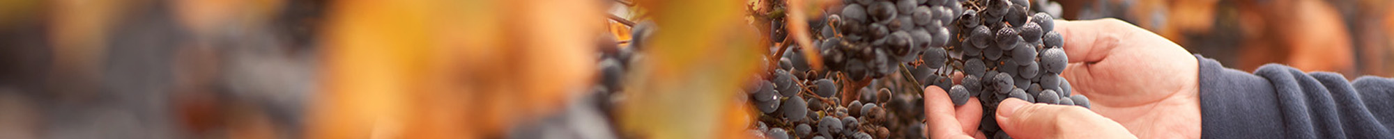 Grappes de Merlot